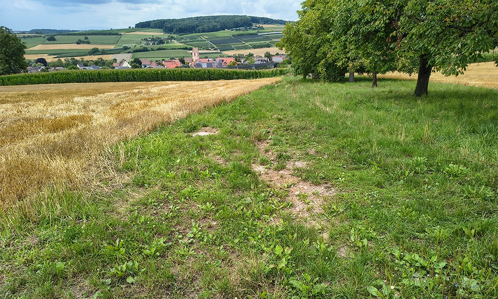 Blühstreifen und Baumreihe zwischen Acker und Dorf im Hintergrund