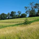 Agroforstsystem mit jungen Baumreihen zwischen landwirtschaftlichen Nutzflächen