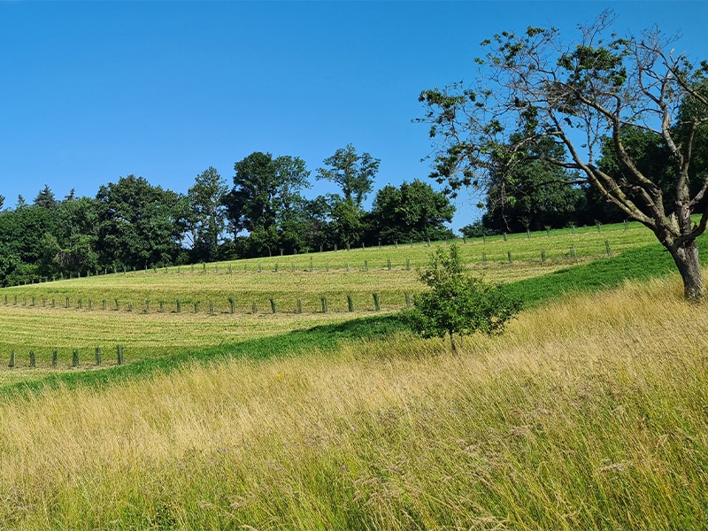 Agroforstsystem mit jungen Baumreihen zwischen landwirtschaftlichen Nutzflächen