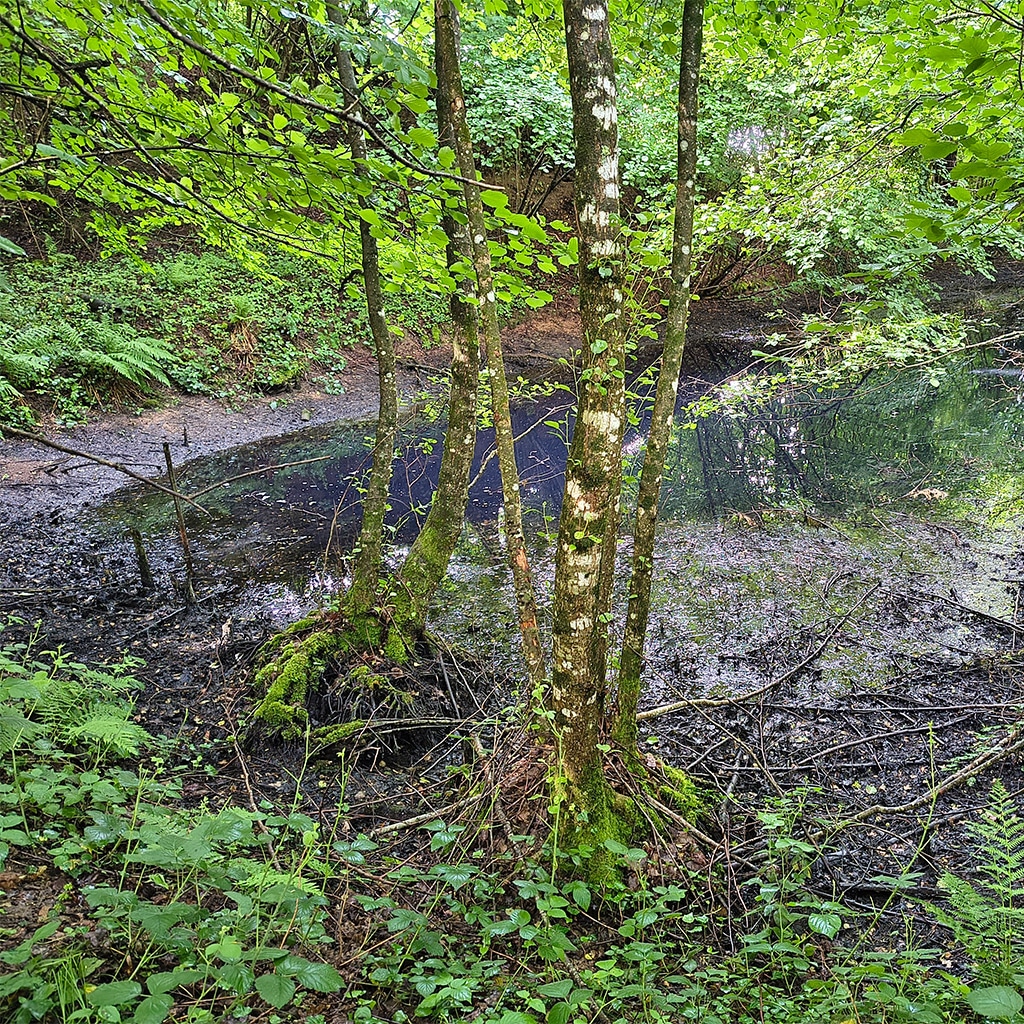 Kleiner Waldteich zwischen Bäumen mit Moos und dichter Vegetation