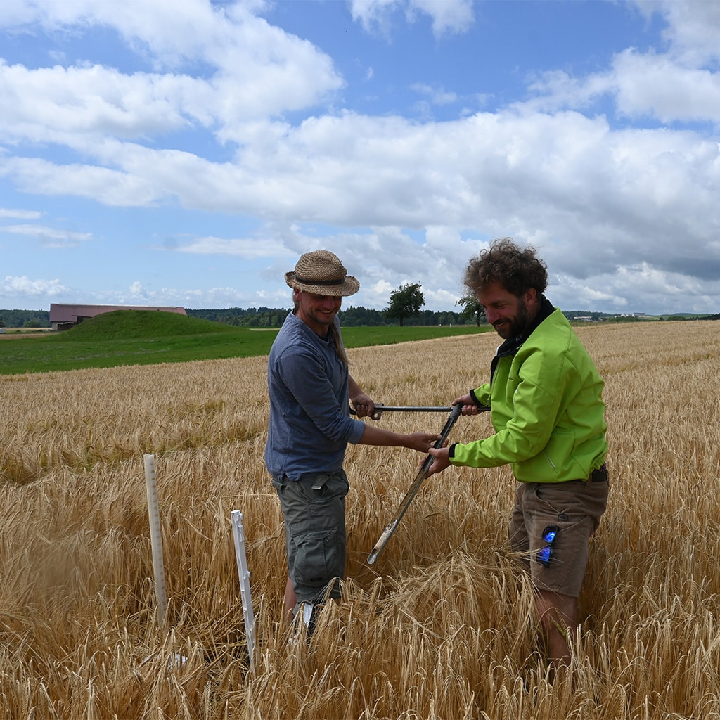 Zwei Männer entnehmen Bodenproben in einem goldenen Getreidefeld unter blauem Himmel
