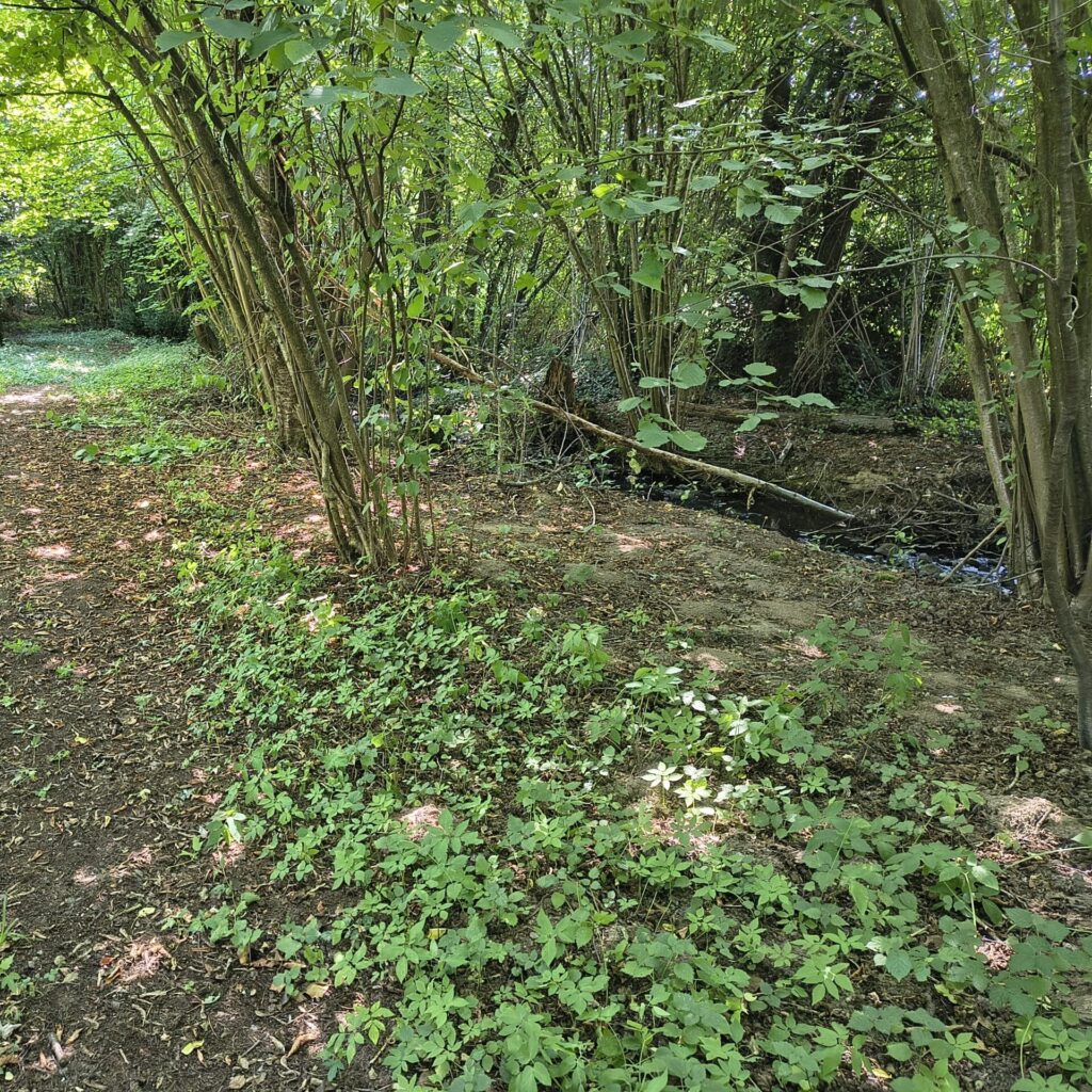 Waldstück mit kleinem Bach